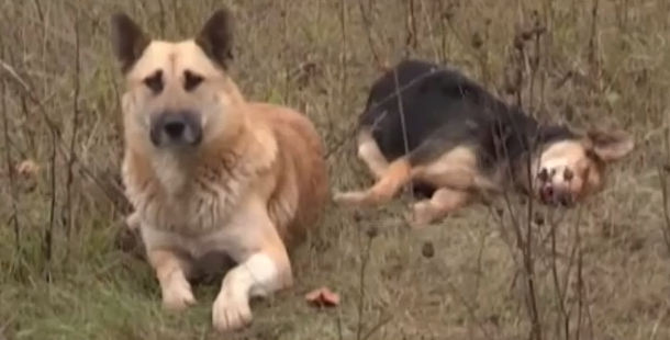 VideoExtra, Ryssland, Vänskap, Hund, Bilolycka